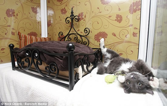 Longcroft Luxury Cat Hotel A lush resort for your felines