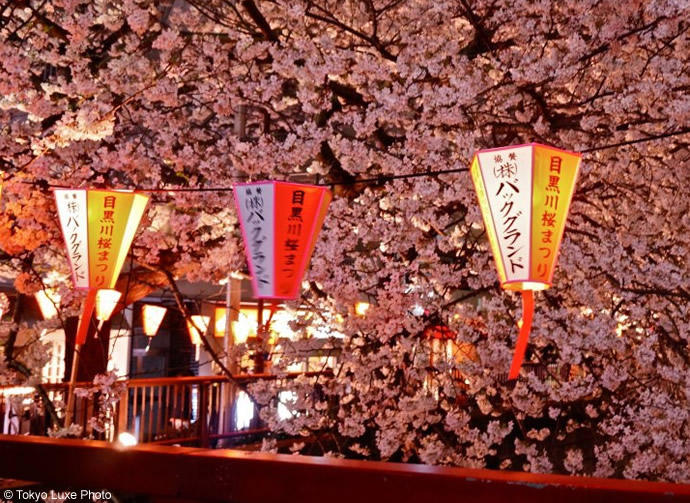cherry-blossom-festival-tokyo-
