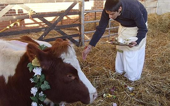 Britain's most expensive milk to come from the holiest of cows! -  Luxurylaunches
