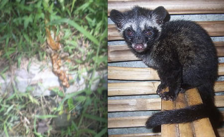Kopi Luwak: The world's most expensive coffee is made from animal poop -  Luxurylaunches