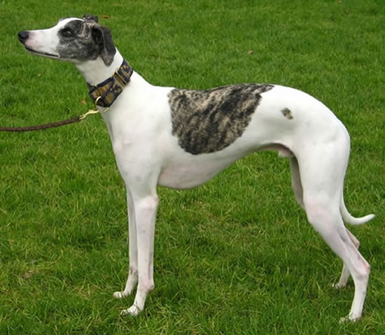 cute whippets