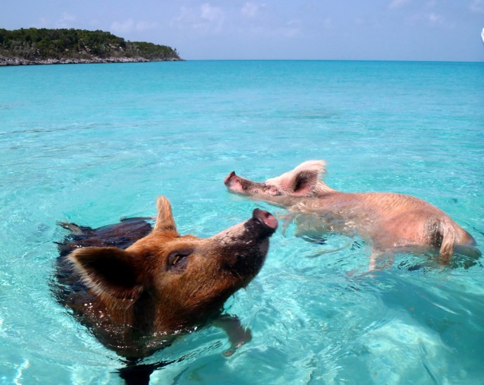 pig-beach