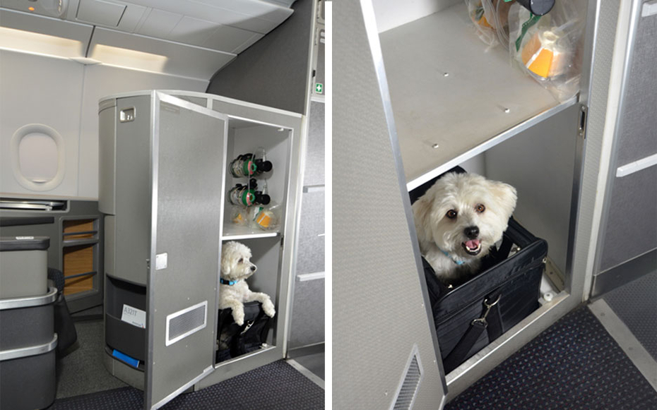 American airlines shop pet flights