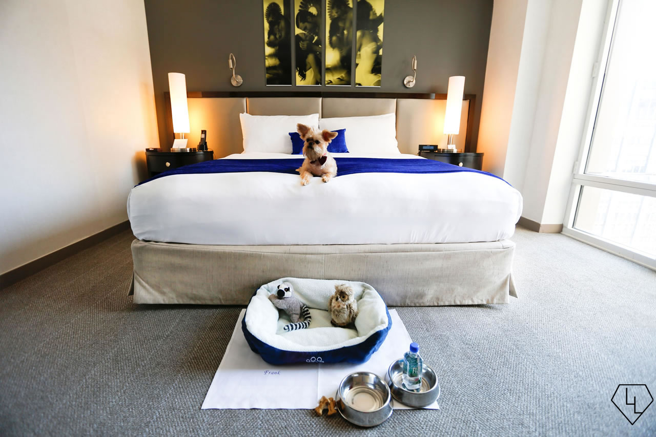 Pooch pampering The top 10 pet friendly luxury hotels in New York