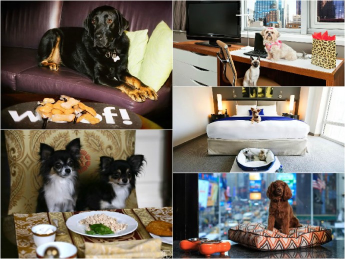 Pooch pampering The top 10 pet friendly luxury hotels in
