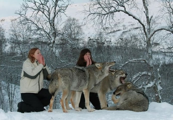 Norway Polar Park welcomes wolf-lovers 2