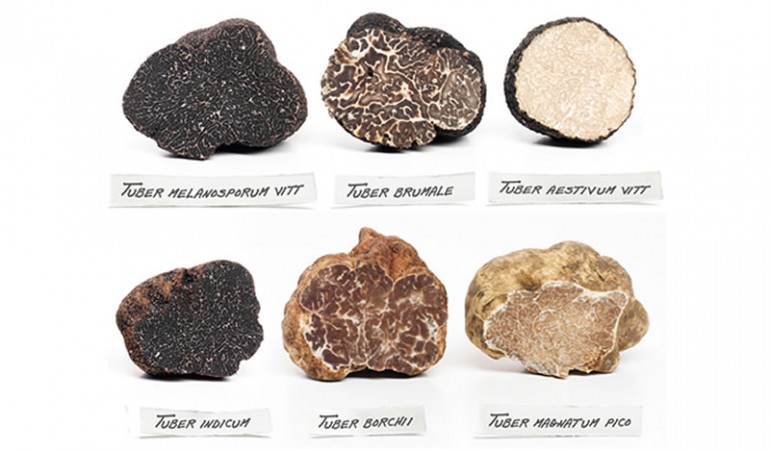 The truffle-rich terroirs