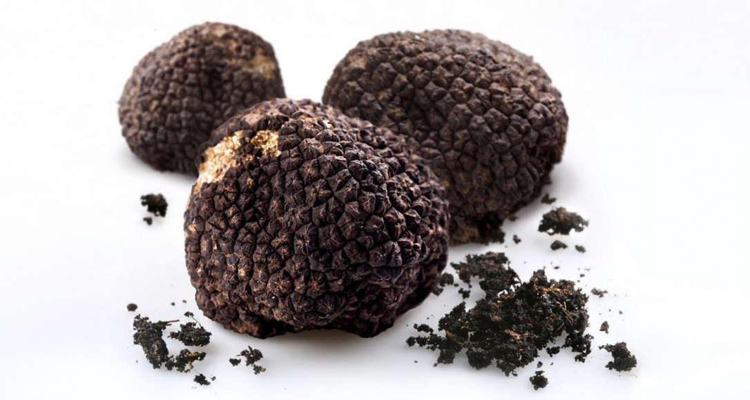 Top 10 things you did not know about truffles - Luxurylaunches