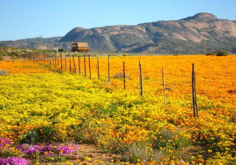 namaqualand-south-africa