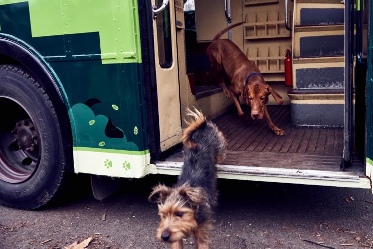 dogs tour bus