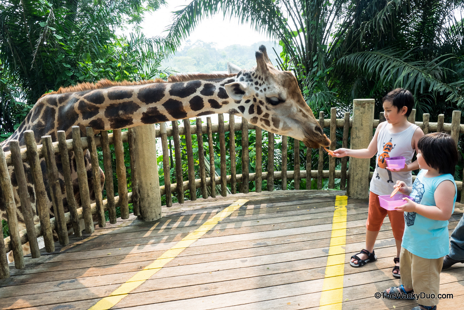 tourist places in singapore zoo