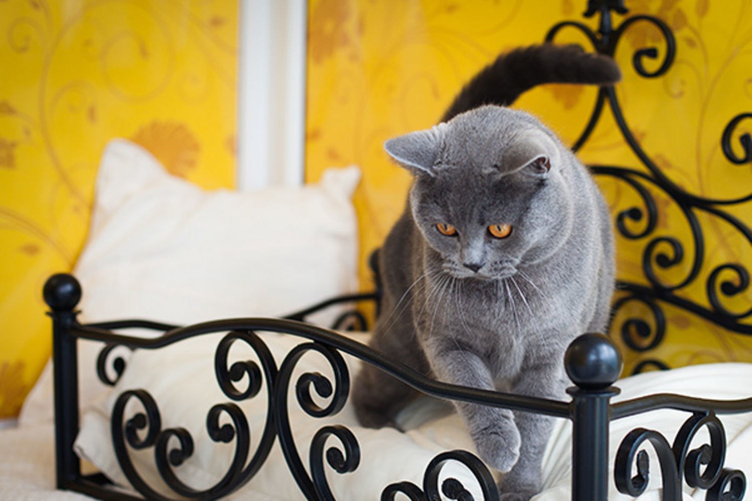 Southwest London’s now offers a boutique hotel for cats Luxurylaunches