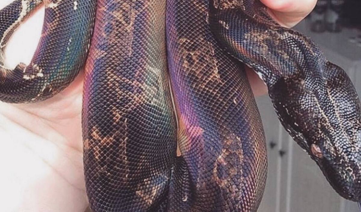Kim Kardashian her Instagram bewildered with Louis Vuitton printed snake - Luxurylaunches