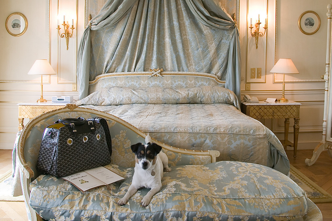 Гостиница le Meurice Париж. Отель для животных. Роскошный отель для животных. Гостиная с собакой. Animal's hotel