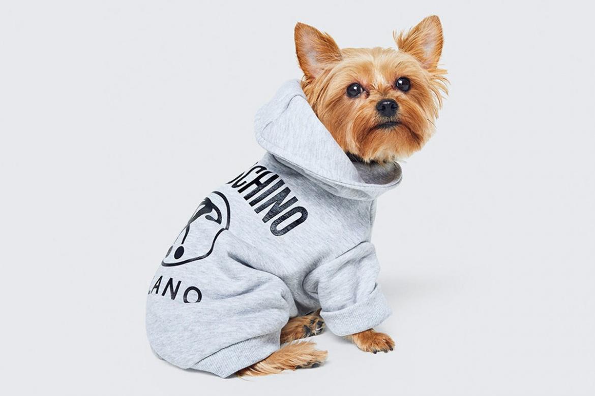 adorable clothing range for pets 