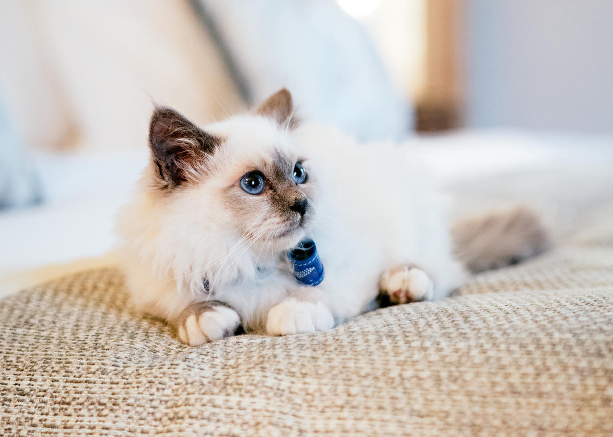 This adorable four-month-old kitten is the newest resident of the ...