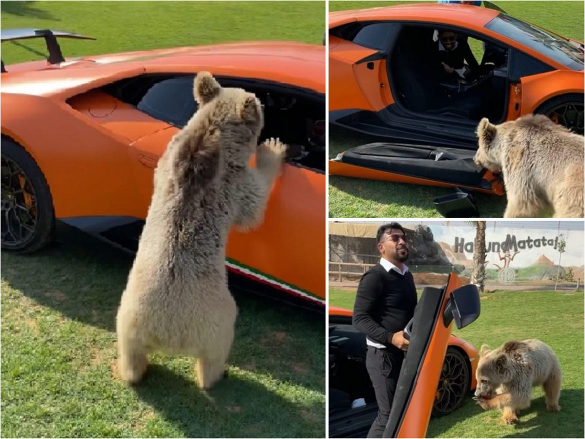 Watch - Dubai based influencer cannot stop laughing as his pet bear  accidentally rips apart the door of his $300,000 Lamborghini. -  Luxurylaunches