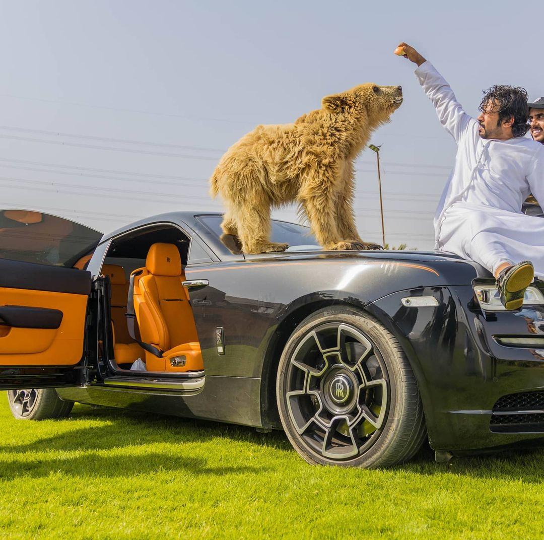 Watch - Dubai based influencer cannot stop laughing as his pet bear  accidentally rips apart the door of his $300,000 Lamborghini. -  Luxurylaunches