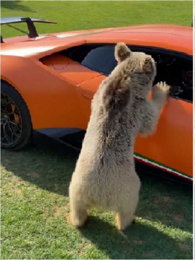 Pets who ruined their owners  supercars
