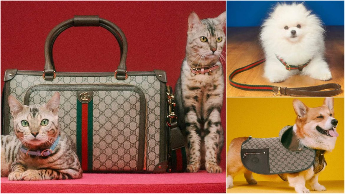 Gucci Pet Collection