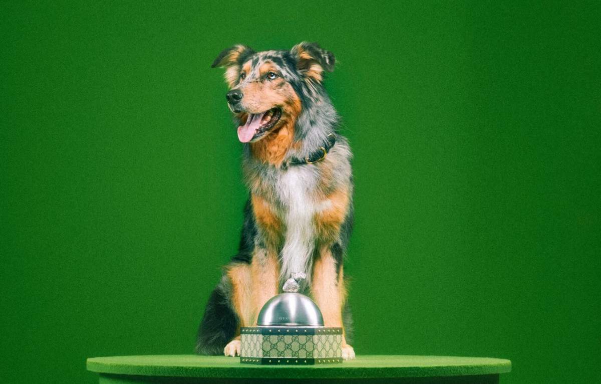 Gucci Unveils New Pet Collection of Collars, Bowls + More, Photos