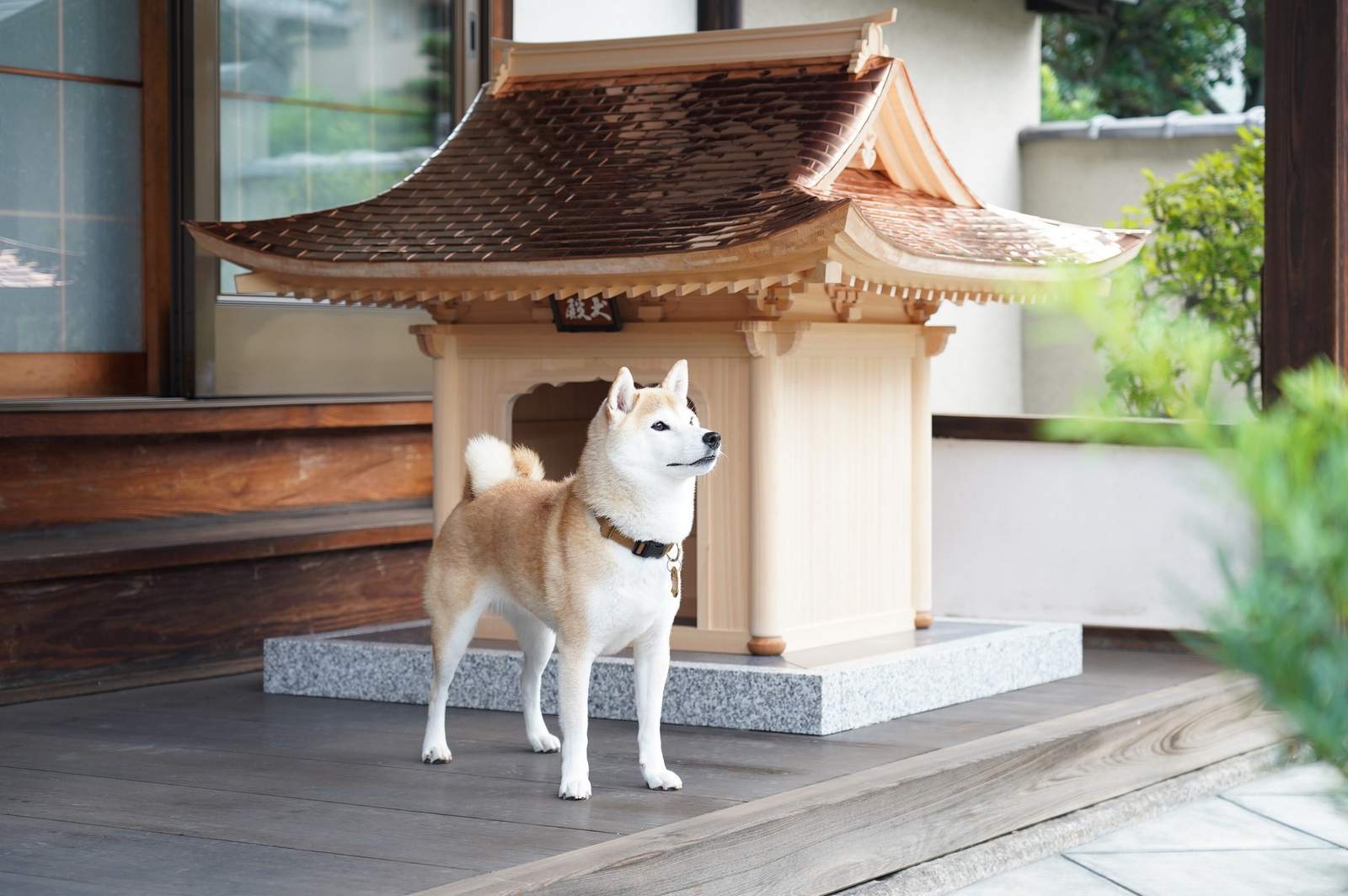 Hiraku built a new house for his pets