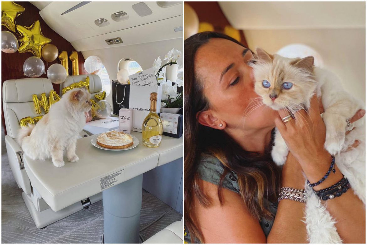 Gemiddeld Grondig rook A birthday party better than yours- Late designer Karl Lagerfeld's beloved  pet cat, Choupette, celebrated her 11th birthday in style on a private  plane surrounded by gifts, cat cake, and balloons -