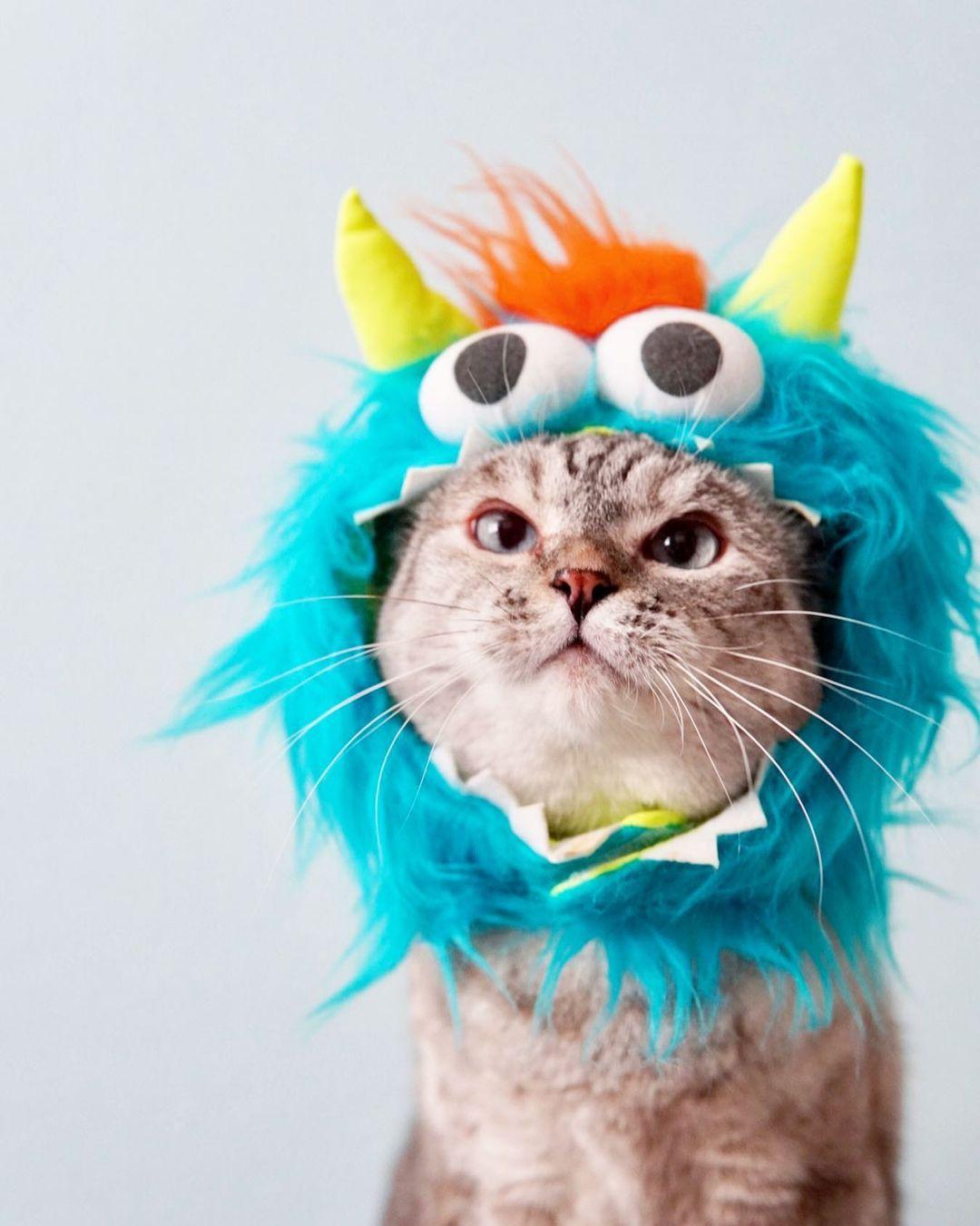 Cat T Shirts for Cats  Louis Vuitton Cat Clothes, Cat Designer