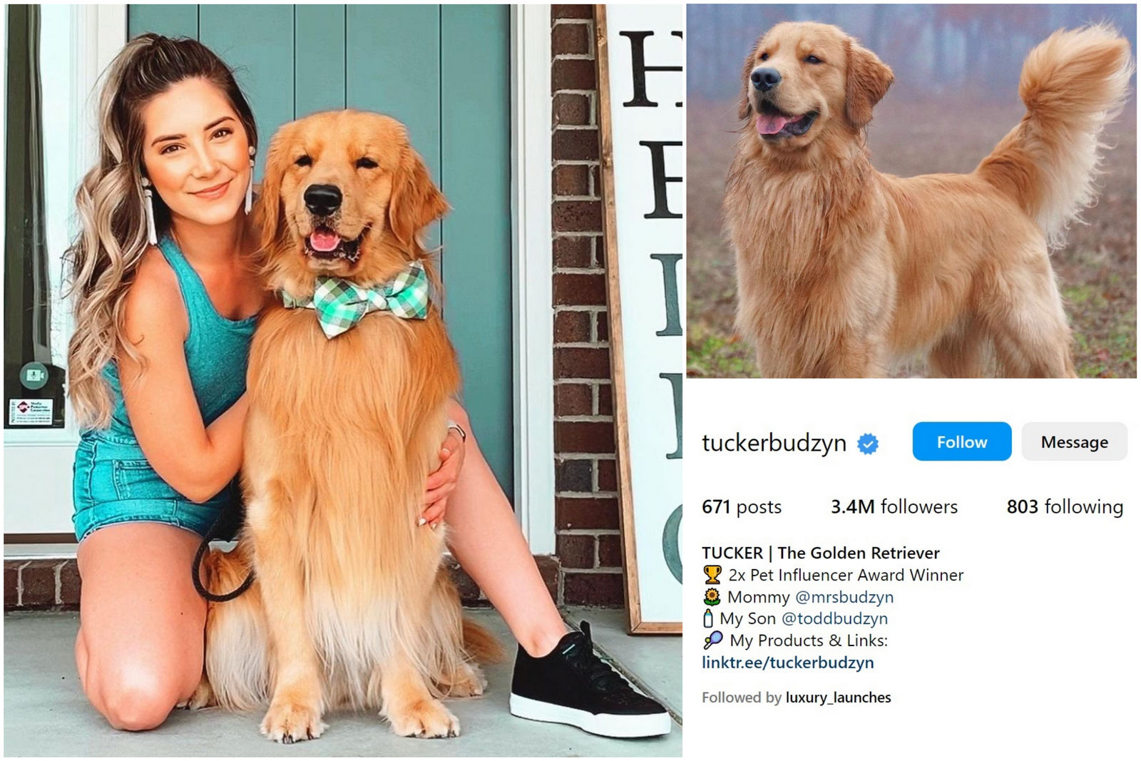 Tucker, The Golden Retriever (@tuckerbudzyn) • Instagram photos and videos