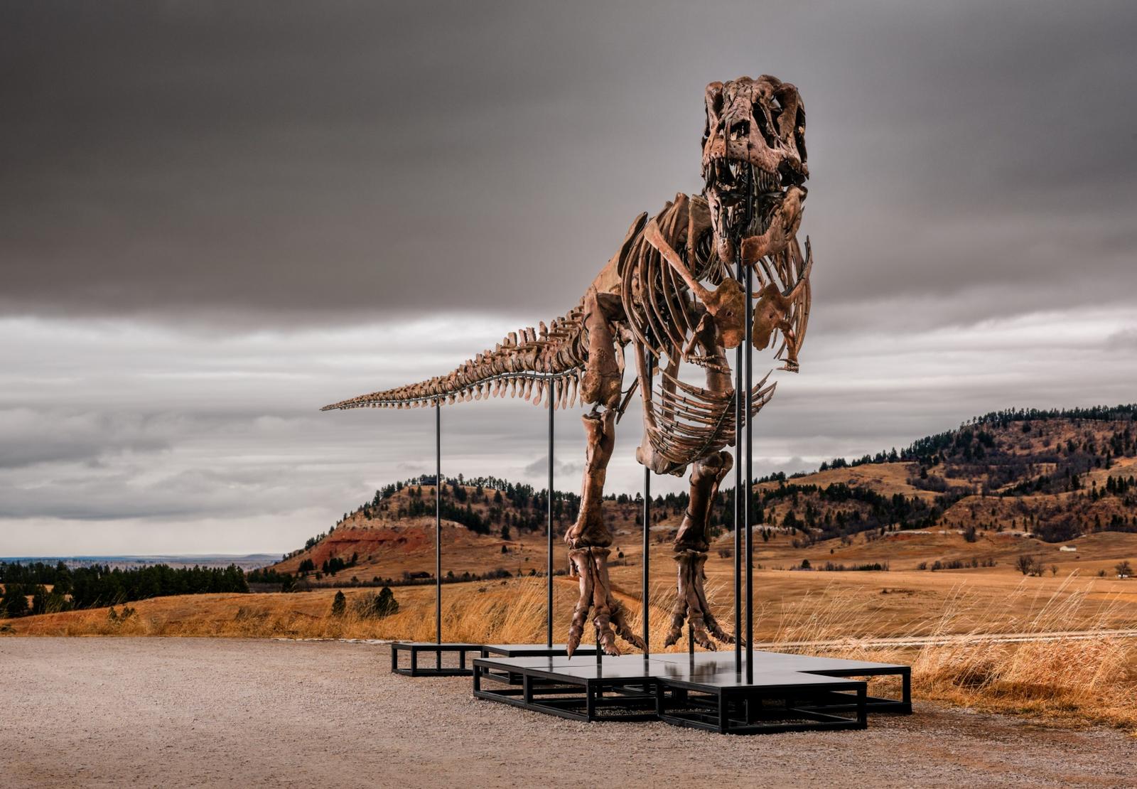 A South Dakota rancher followed his gut, found dinosaur teeth on his land, and unwittingly led experts to a 38-foot T. rex skeleton now heading to auction where a billionaire may happily pay $30 million+ leading to millions in windfall for his widow - Luxurylaunches