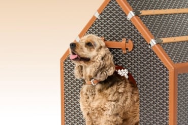Goyard dog house