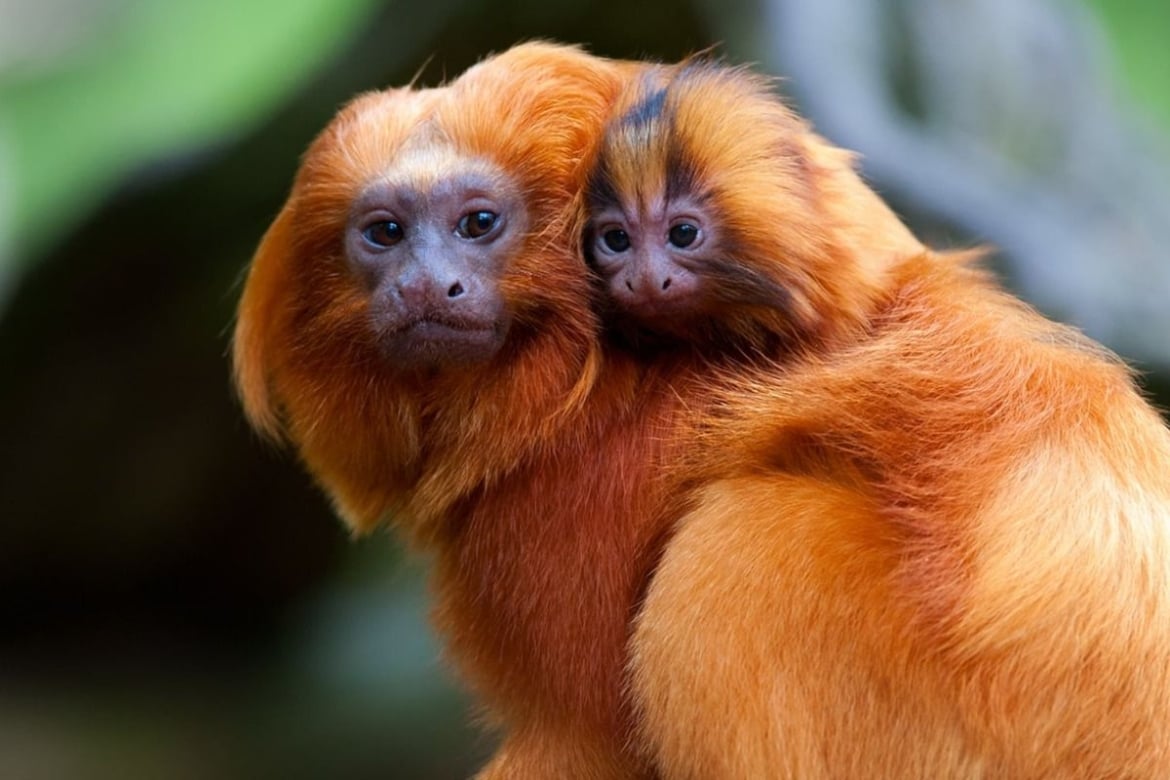 Golden-Lion-Tamarin