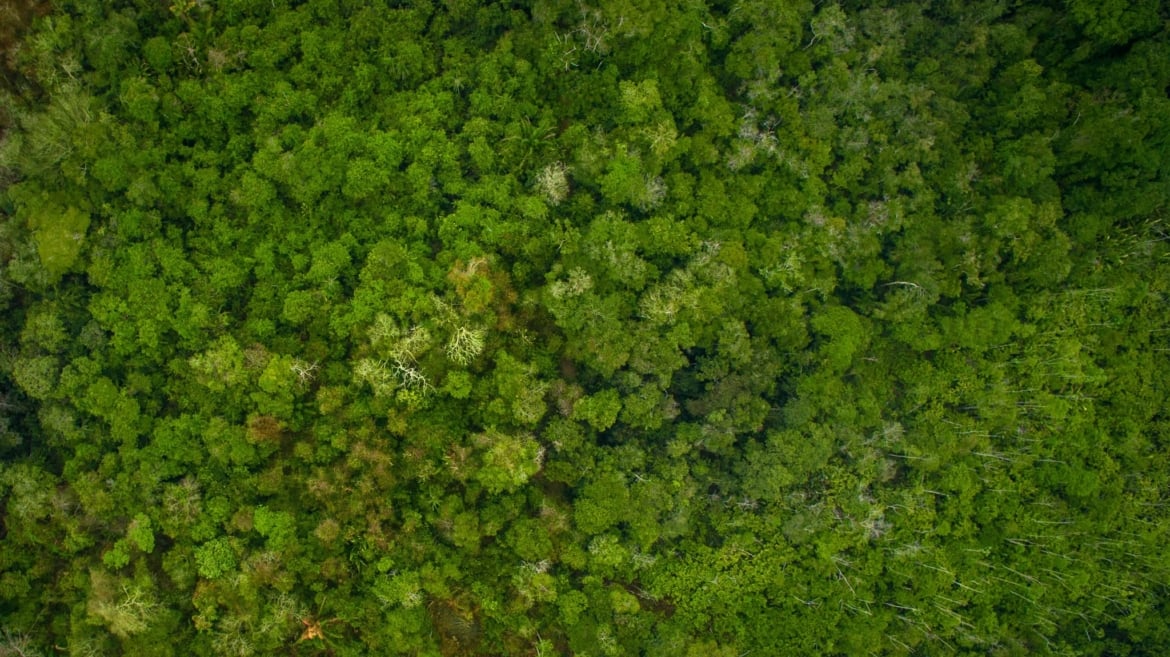 Amazon jungle